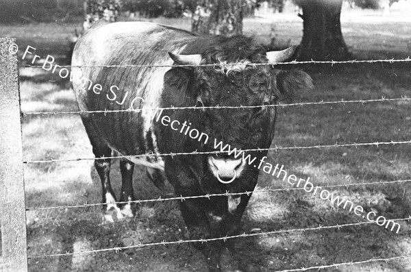 IN THE PADDOCK THE BULL